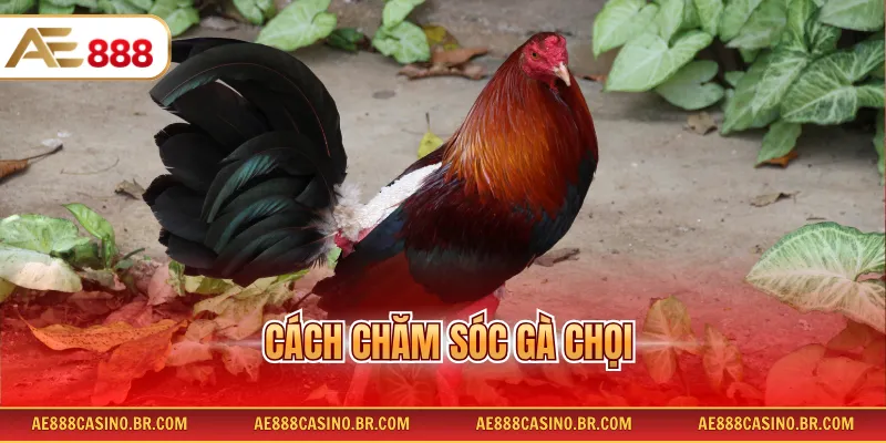 Cách Chăm Sóc Gà Chọi Đúng Kỹ Thuật Giúp Tăng Sức Bền Nhanh Chóng 10 Cách Chăm Sóc Gà Chọi Đúng Kỹ Thuật Giúp Tăng Sức Bền Nhanh Chóng