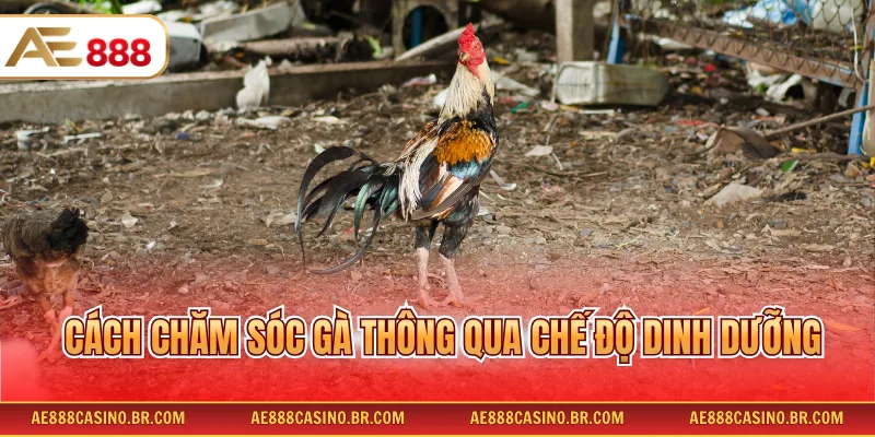 Cách Chăm Sóc Gà Chọi Đúng Kỹ Thuật Giúp Tăng Sức Bền Nhanh Chóng 3 Cách chăm sóc gà thông qua chế độ dinh dưỡng