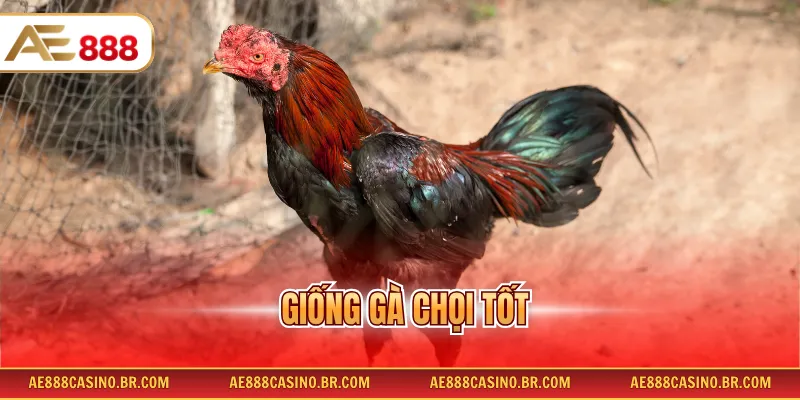 Giống Gà Chọi Tốt - Danh Sách Chiến Kê Tài Năng, Dễ Huấn Luyện 9 Giống Gà Chọi Tốt - Danh Sách Chiến Kê Tài Năng, Dễ Huấn Luyện