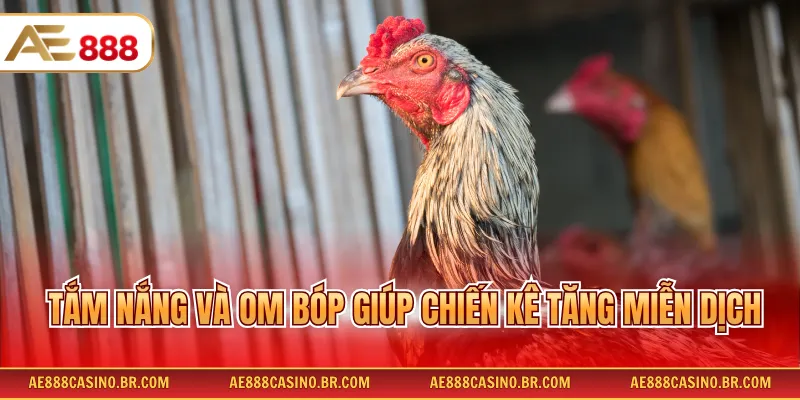Cách Chăm Sóc Gà Chọi Đúng Kỹ Thuật Giúp Tăng Sức Bền Nhanh Chóng 4 Tắm nắng và om bóp giúp chiến kê tăng miễn dịch