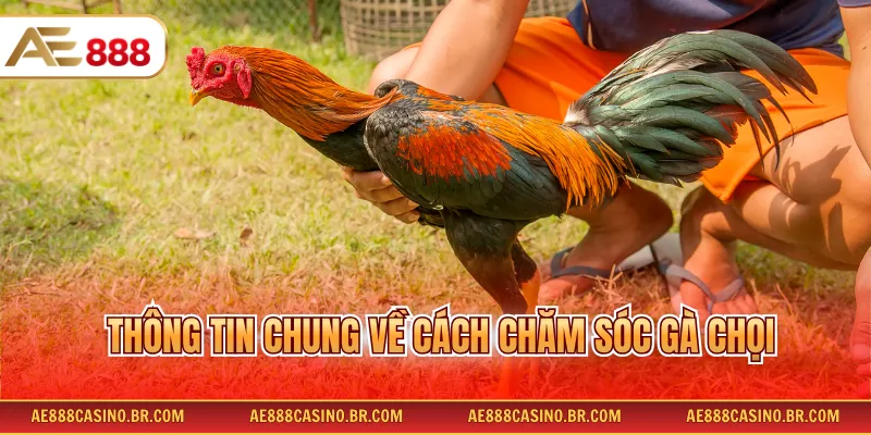 Cách Chăm Sóc Gà Chọi Đúng Kỹ Thuật Giúp Tăng Sức Bền Nhanh Chóng 2 Thông tin chung về cách chăm sóc gà chọi